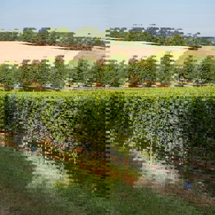 Wijngaard met bomen en heuvels op de achtergrond.