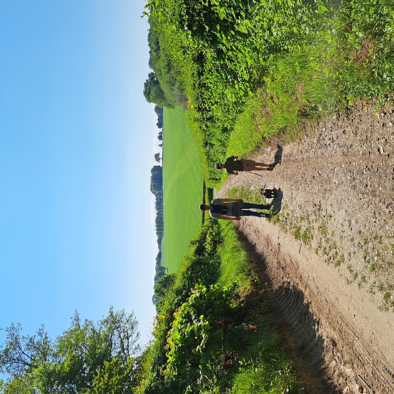 Vader, zoon en hondje wandelen op wandelpad met uitzicht over een groene heuvel in het Heuvelland.