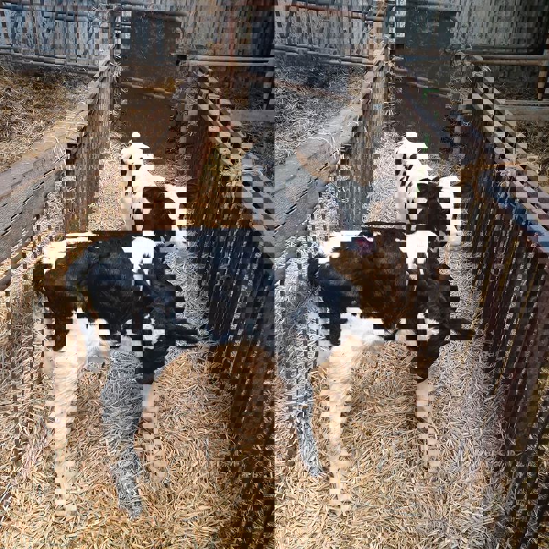 asdasd