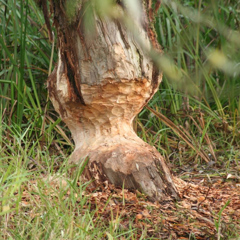 Een boomstam aangeknaagd door bevers
