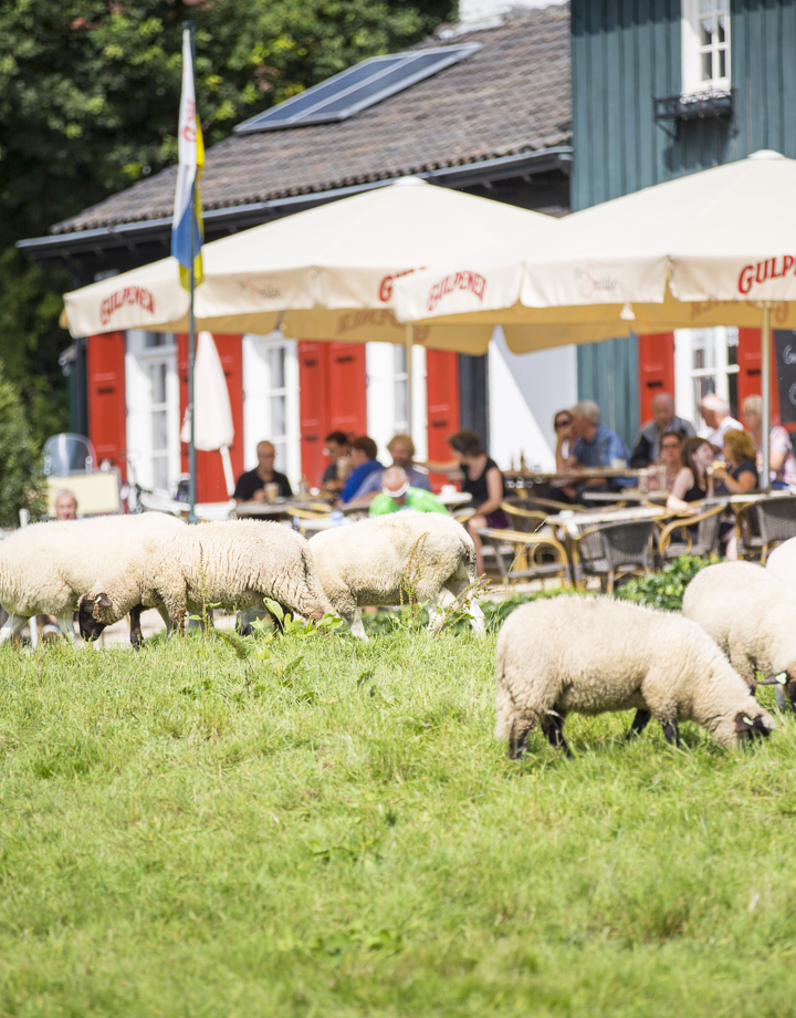 Schaapjes lopen door het gras en mensen zitten op het terras bij Herberg de Smitse