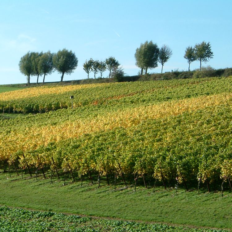 Wijngaard in Land van Kalk met herfstkleuren
