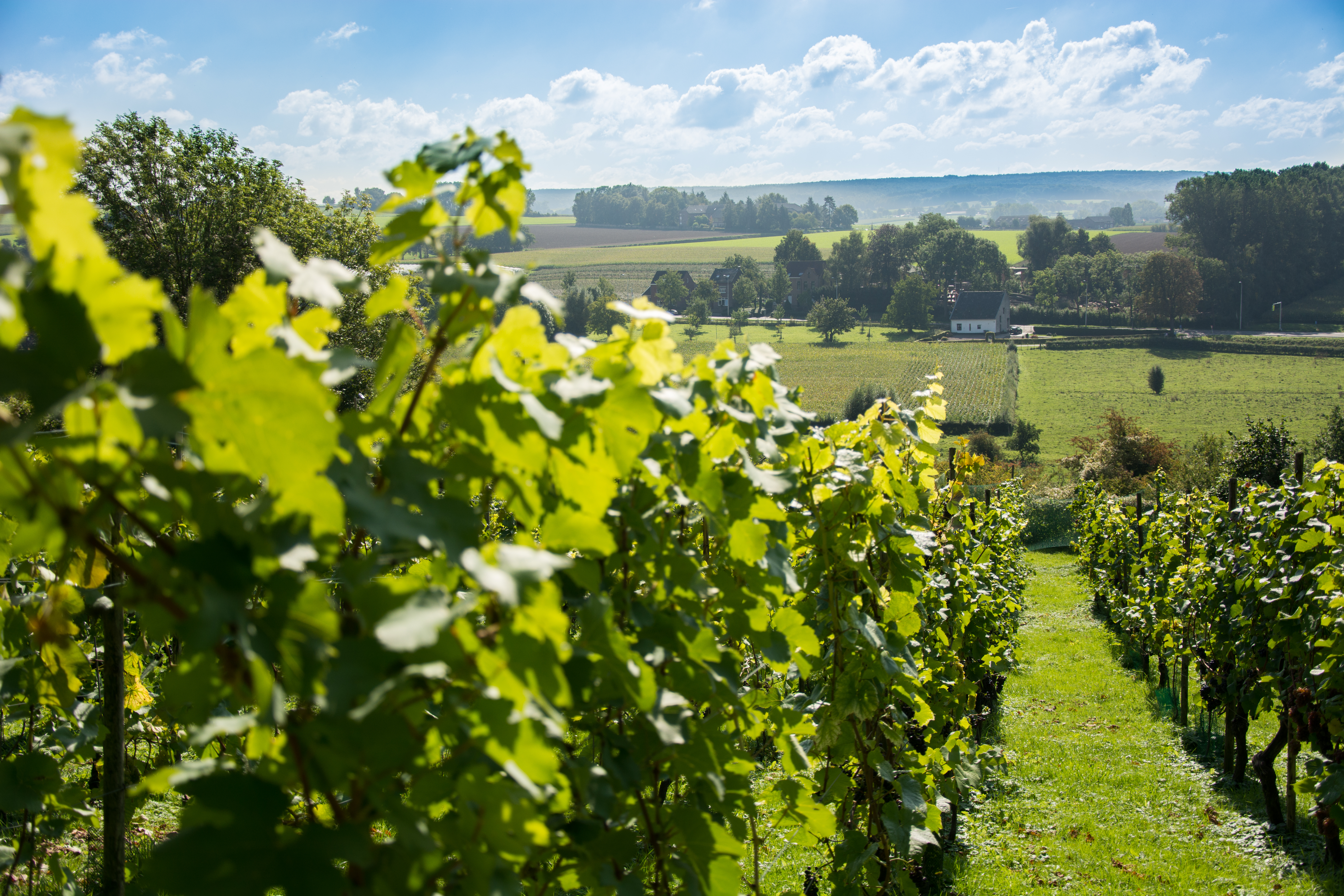 Alle evenementen in ZuidLimburg op een rij