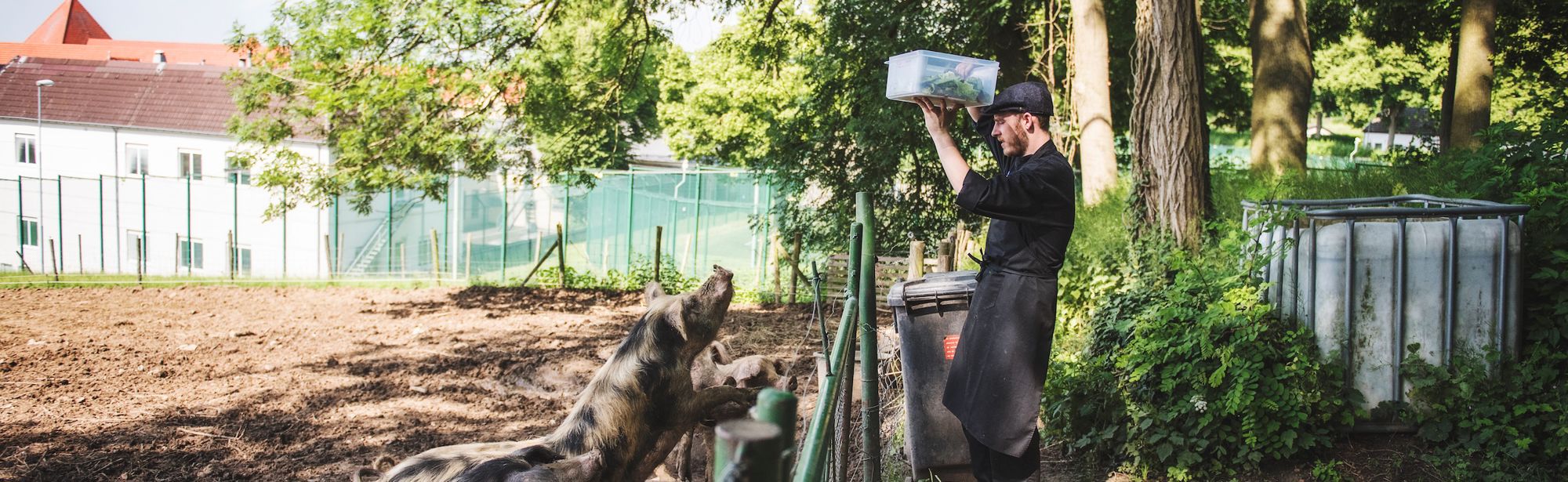 De livar varkens worden gevoerd op Landgoed Heerdeberg