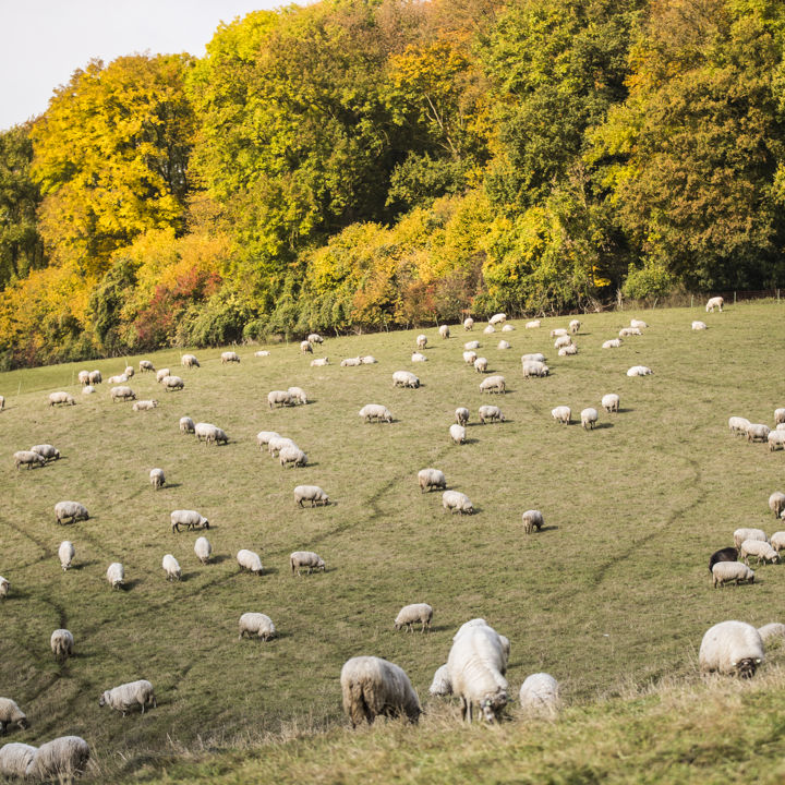 Herfstopname van schapen in weide met achterliggend bos