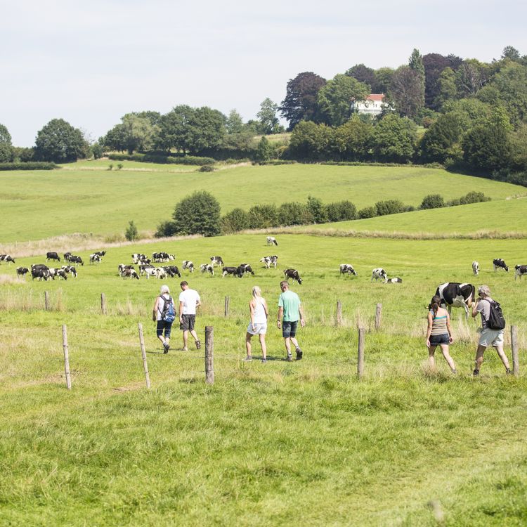 Wandelaars in glooiend heuvellandschap met stegelke en koeien