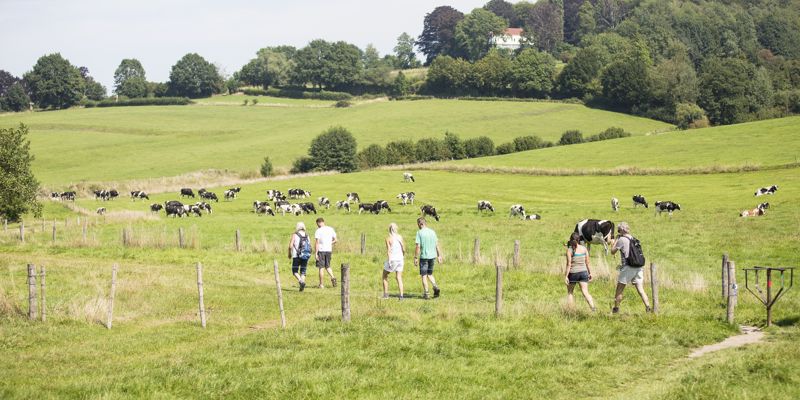 Wandelaars in glooiend heuvellandschap met stegelke en koeien