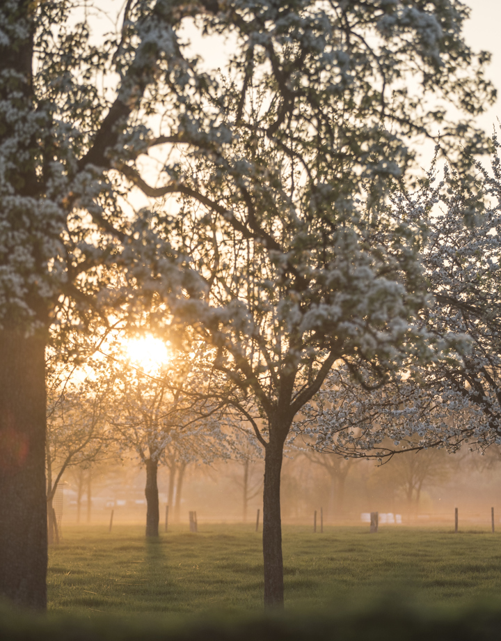 Hoogstamfruitgaard met bloesem en opkomende zon