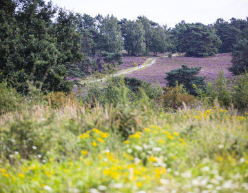 Brunssummerheide Heide In Bloei Met Wandelaars