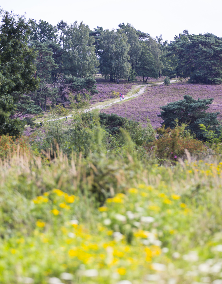 Brunssummerheide staat volop in bloei met wandelaars