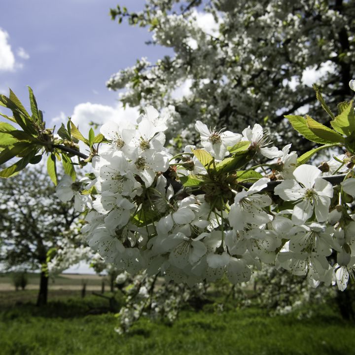 Detailopname van witte bloesem aan boom