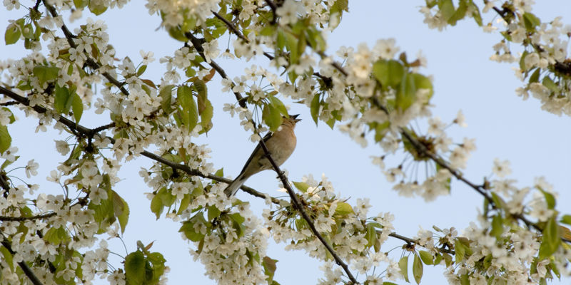 Detailopname van bloesem aan boom met fluitende vogel