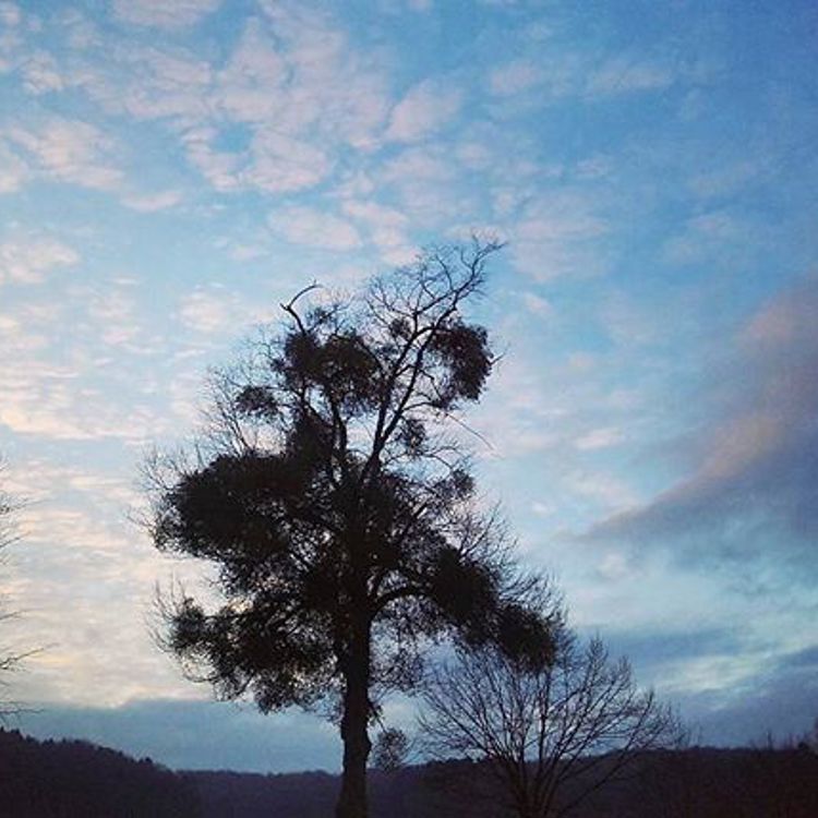 Maretak in landschap met gedeeltelijk bewolkte blauwe hemel
