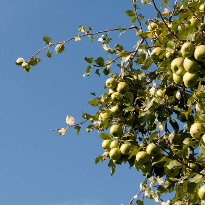 Detailopname van appels aan boom