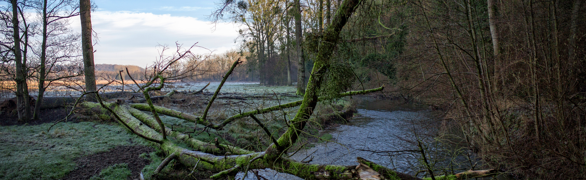 Een afgebroken boom hangt over de stromende Geul