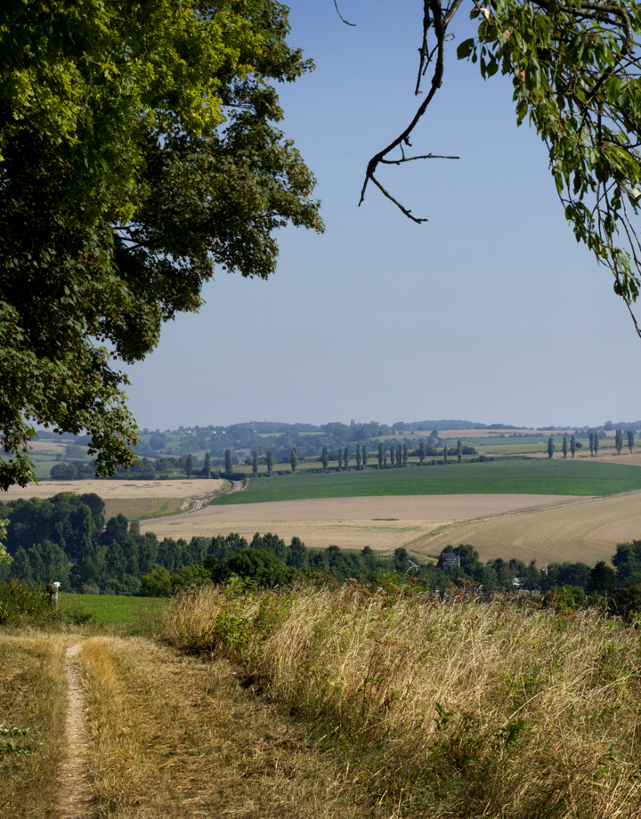 Groene Hotspot Koulissenlandschap Vanaf Eyser Heuvelrug Cypressen