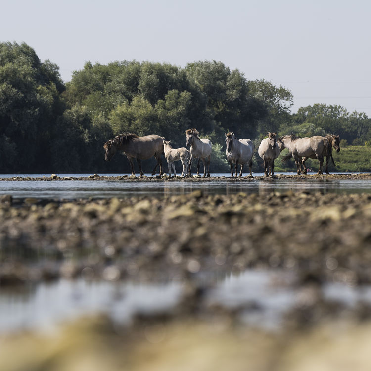 Rivierpark Maasvallei Paarden In Water