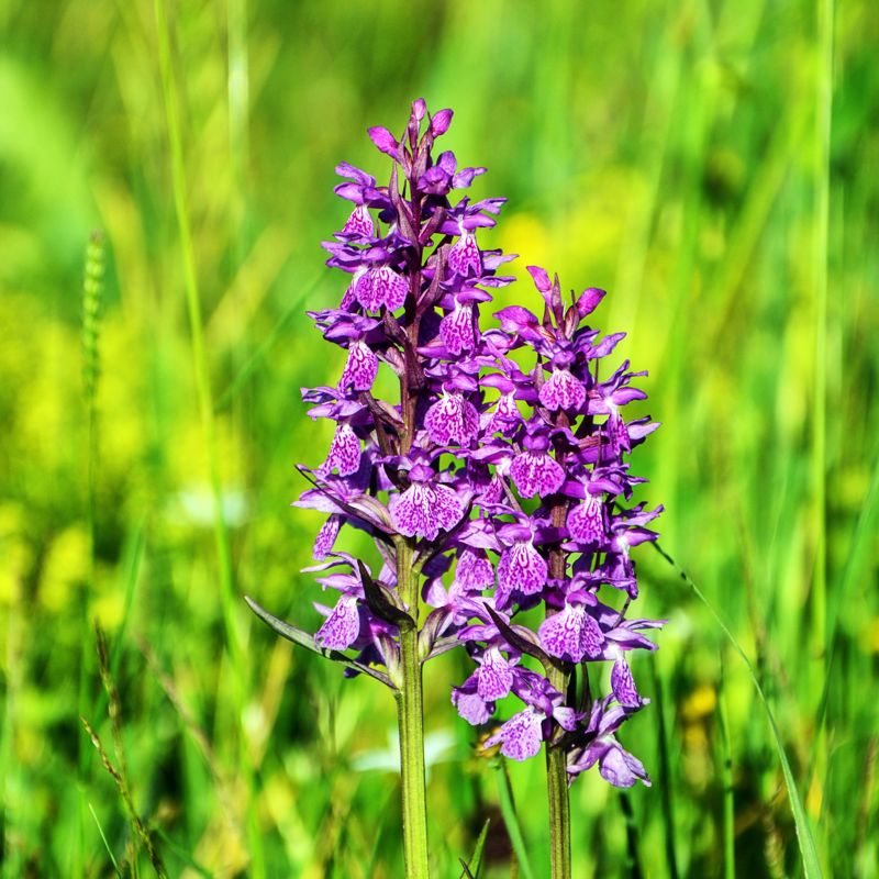 Detailfoto van paarse Orchideebloemen in grasveld (stockfoto)