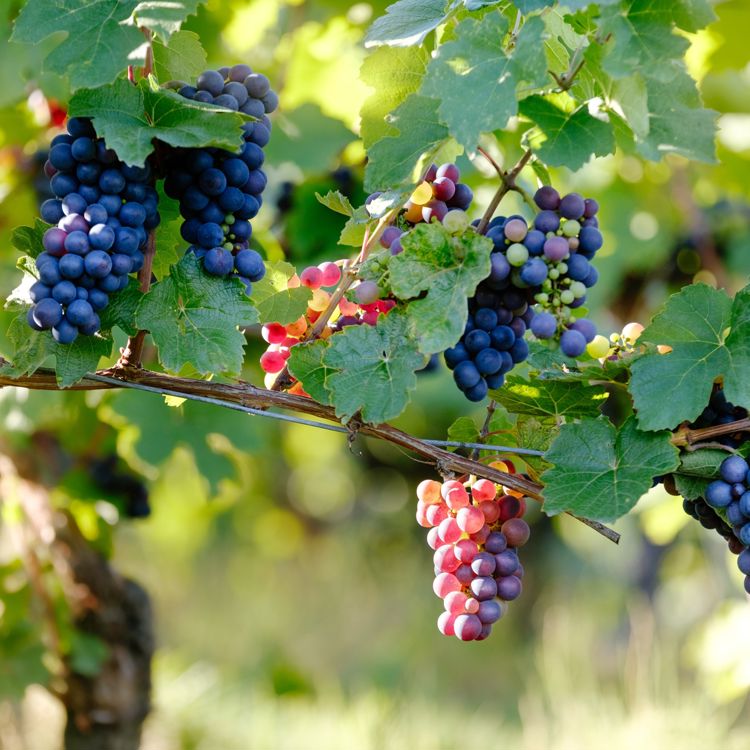 Druiven Wijngaard