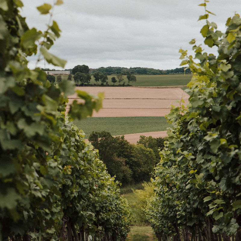 Wijngoed Fromberg uitzicht over heuvels vanuit wijnranken