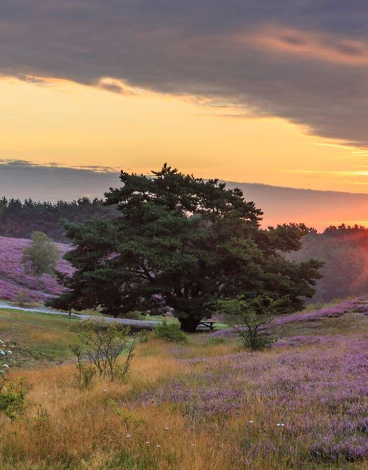 Zonsondergang over de paarse Brunssummerheide