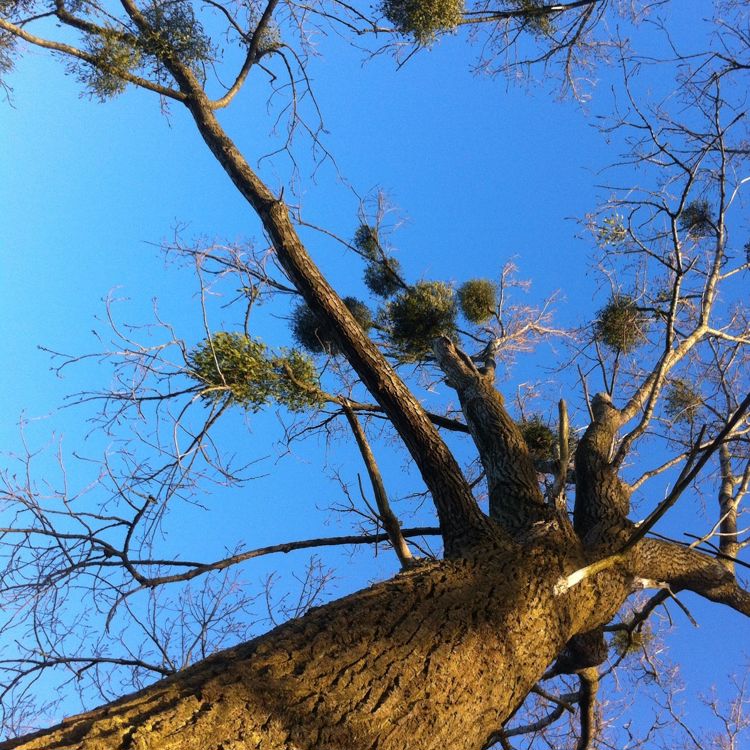 Detailaanzicht hoge boom met Maretak en blauwe hemel