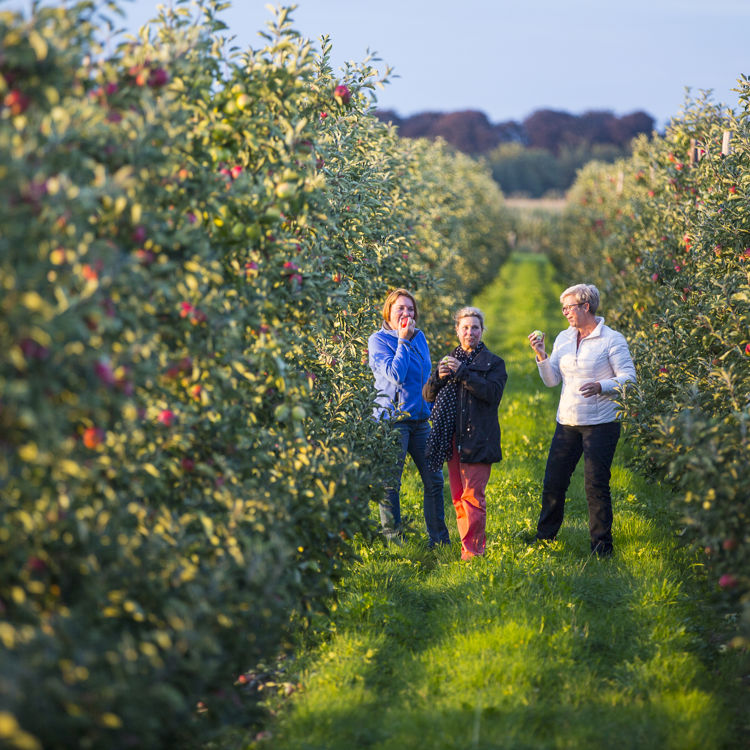 Drie Appel Etende Vrouwen In Fruitgaard In Zuid Limburg