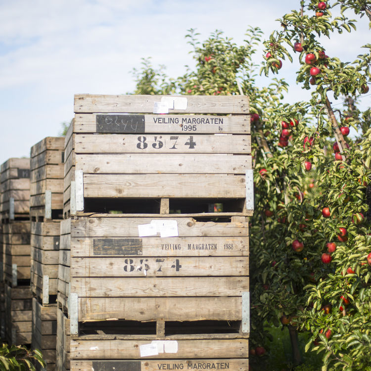 Fruitgaard Met Appel En Veiliingkisten In Eijsden Margraten