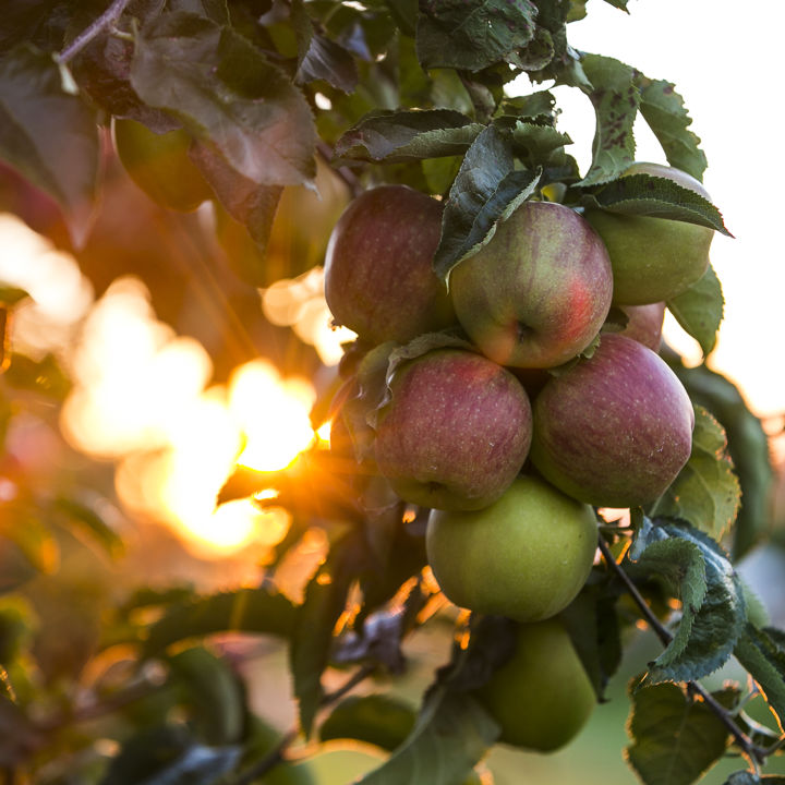 Fruitgaard Met Groene En Roodgekleurde Appels En Zonlicht In Zuid Limburg