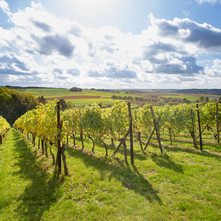 wijngaard fromberg ranken landschap