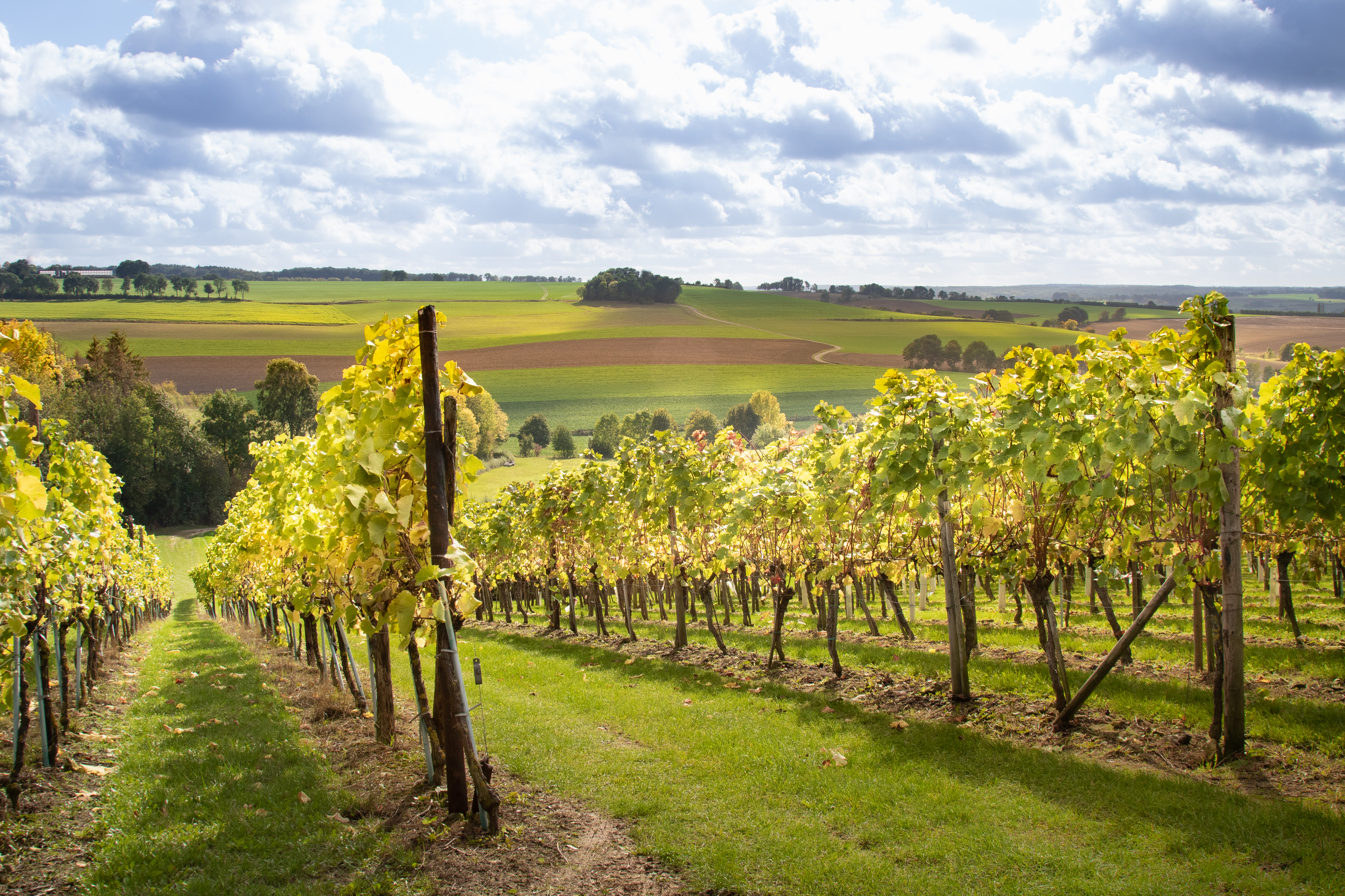 Route des Vins Ubachsberg wijnroute ZuidLimburg