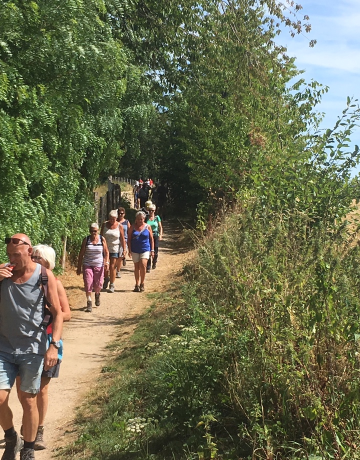 Wandelende mensen op pad aan de bosrand op een warme zomerdag