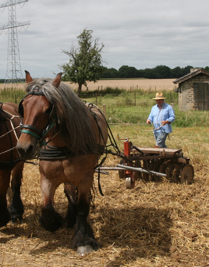 Man in wei achter oud werktuig dat door twee bruine knollen wordt voort getrokken.