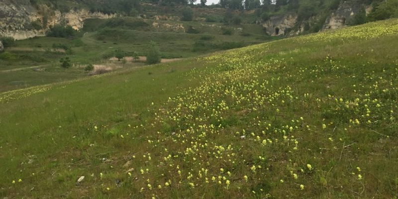 Grasveld met gele bloemetjes voor de mergelgrotten