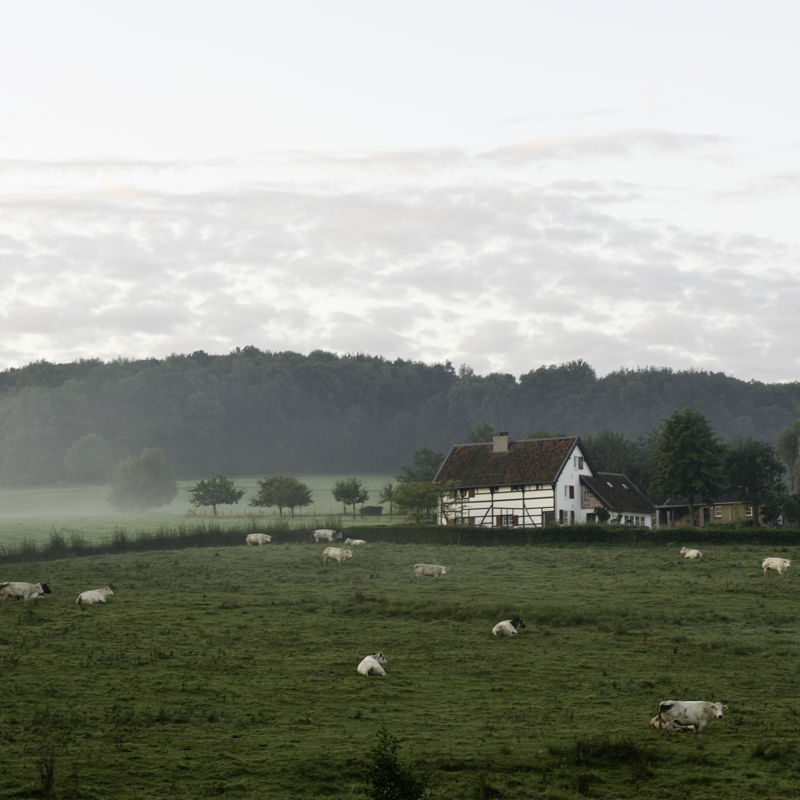 Vakwerkhuis in en mistig landschap met koeien in de wei