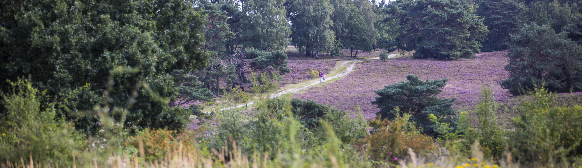 Zicht over Brunssumerheide met een bloeiende heide.