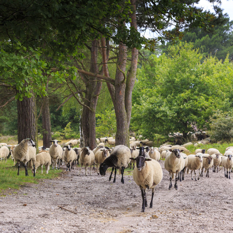 Een kudde schapen loopt door de Brunssummerheide