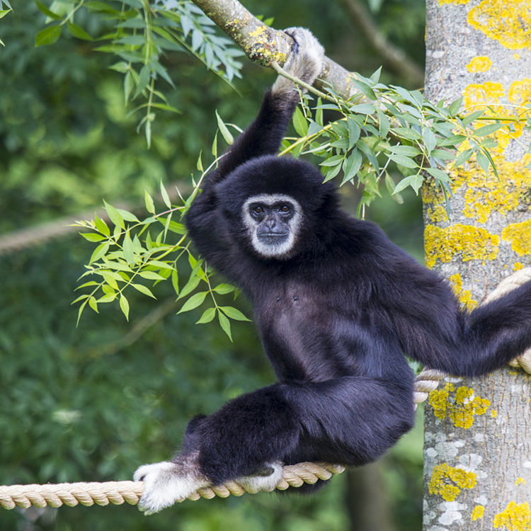 Een aap loopt over een touw in Mondo Verde