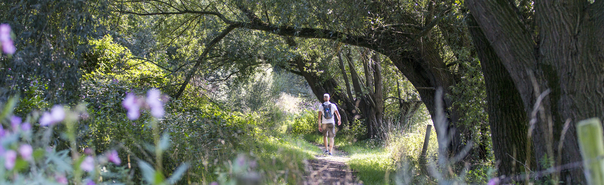 Man wandelt door het bos