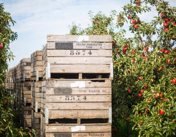 Appels, Fruit, Fruitkisten, Fruitgaard, Boerderij, Margraten Roosenboom