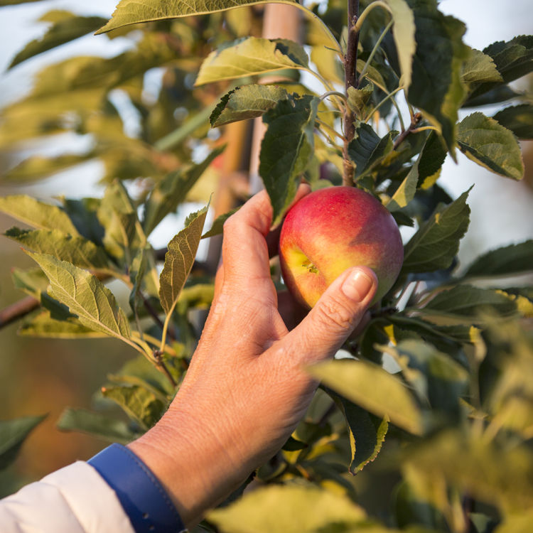 Hand Met Te Plukken Appel In Fruitgaard In Zuid Limburg