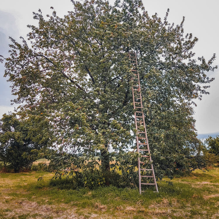 Hoogstamfruitboom in een weide met een ladder tegen de boom