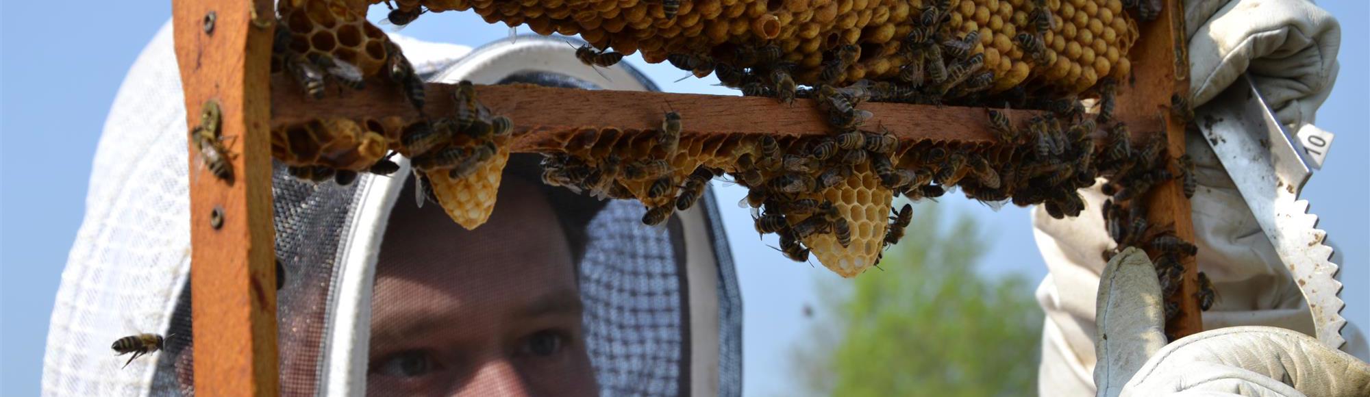 Imker in wit pak kijkt naar de bijen.