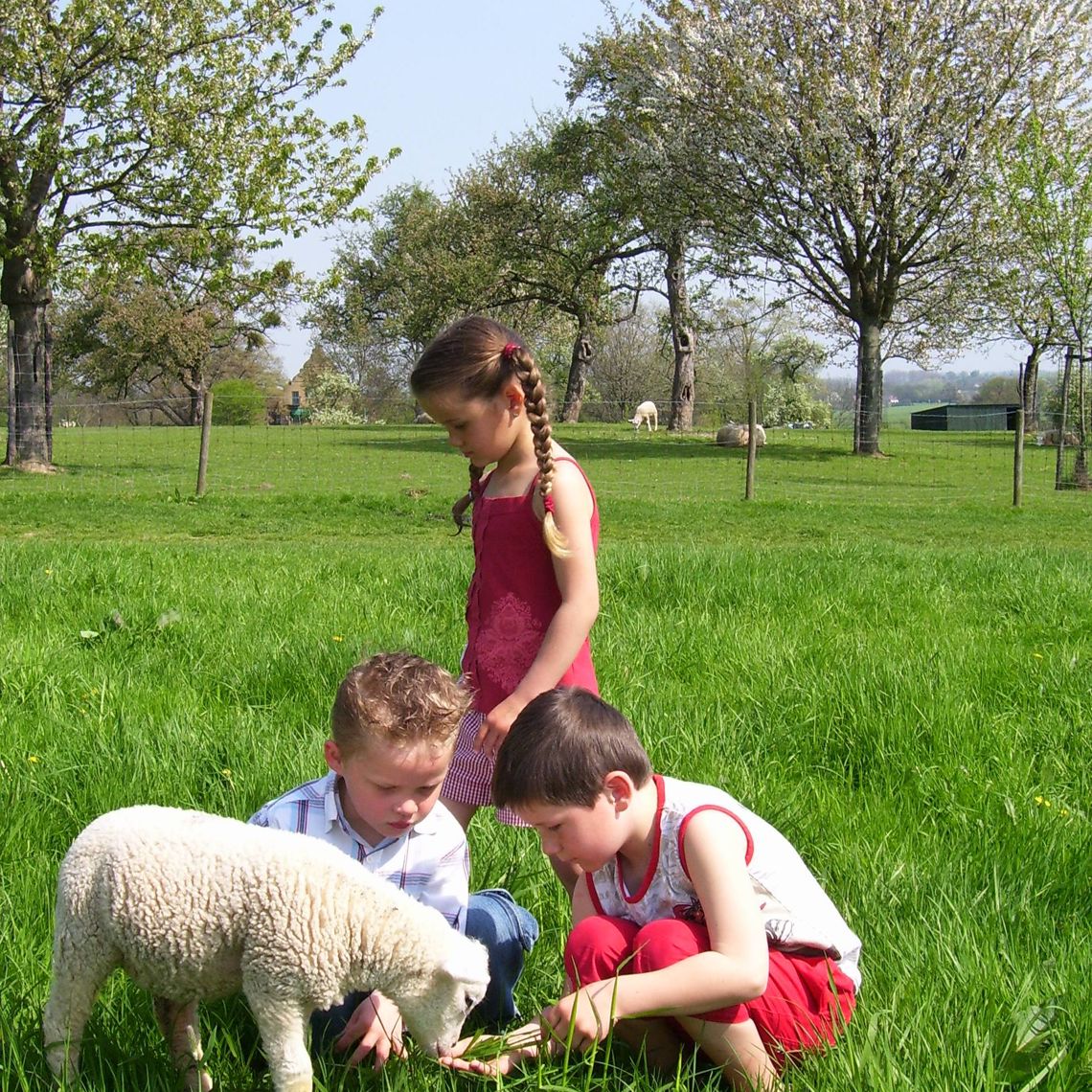 Kinderen voeren gras aan een lammetje in de wei