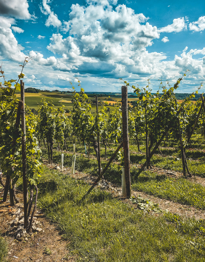 De wijnranken van Wijngoed Fromberg tijdens een zomerse namiddag