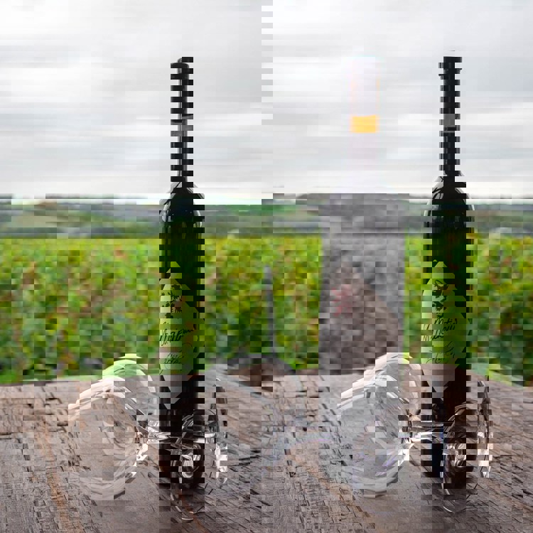 Een fles wijn van Wijndomein St. Martinus met uitzicht op de wijngaard van locatie Langeberg.