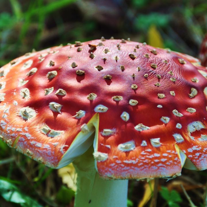 Detailopname van een rood-oranje paddenstoel in het Danikerbos