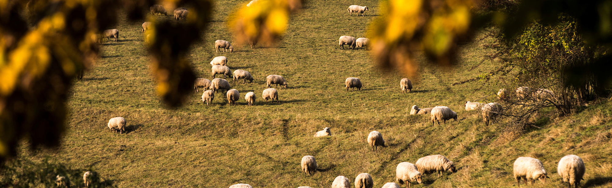 Een doorkijkje op een wei met schapen op een zonnige hefstdag