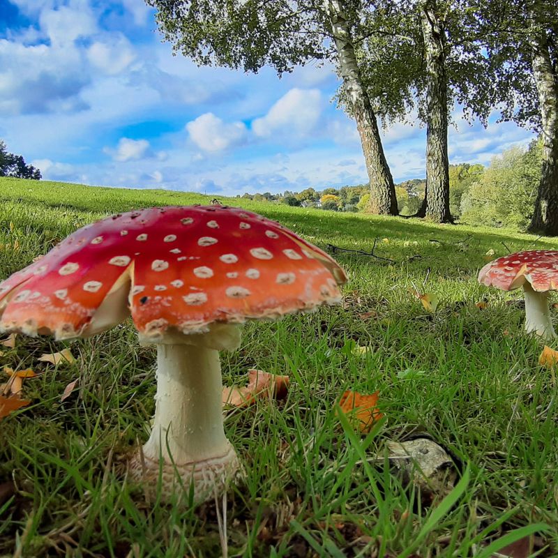 Twee rode paddenstoelen in een wei met een prachtige blauwe lucht