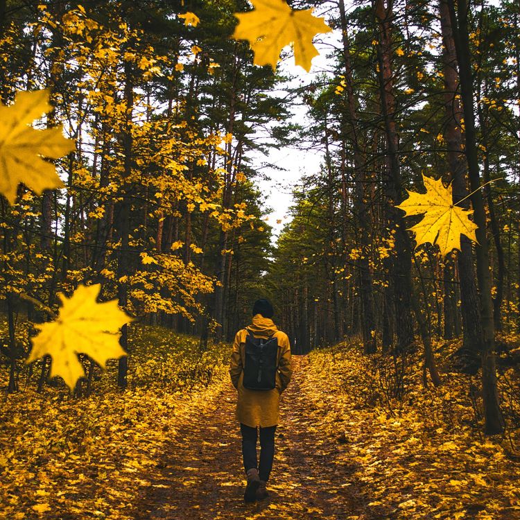 Detailopname van vallende bladeren met op de achtergrond een wandelaar omringt door gele bladeren